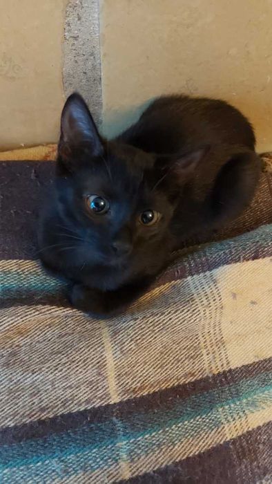 Кошечка  девочка Фурия