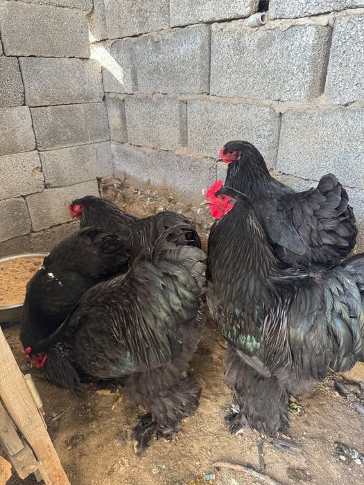 Черный(қара) браманың қораздары  сатылады