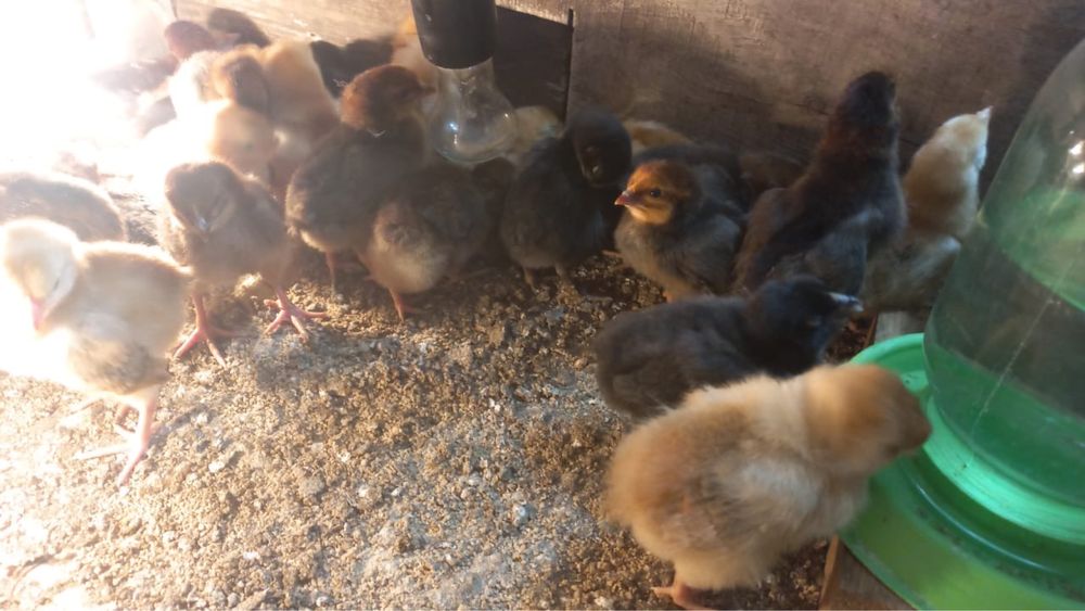 Цыплята кур несушек породы Хайсекс браун