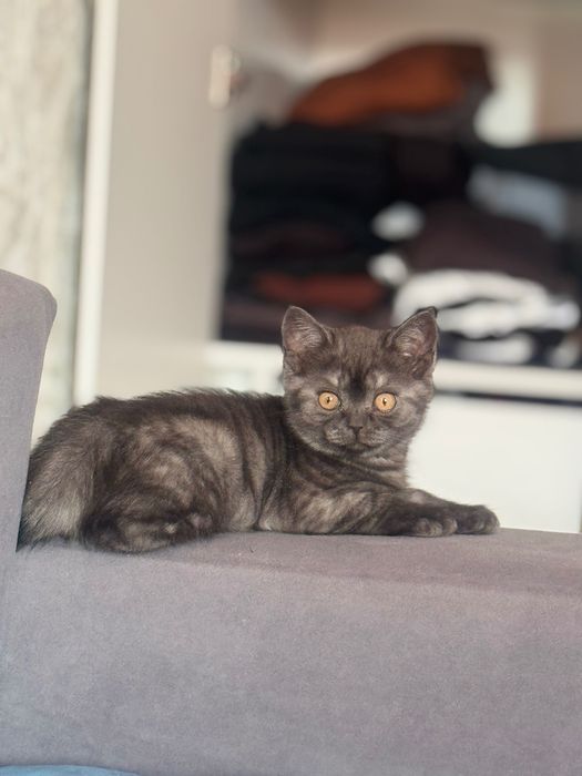 Отдам в хорошие руки за 10000