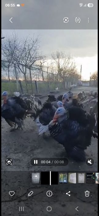 Vind curcami de rasa româneasca