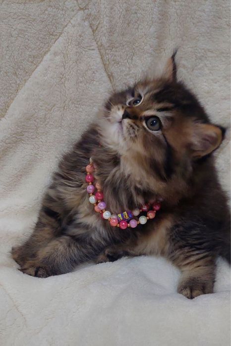 Британка золотая тиккированая шиншила!