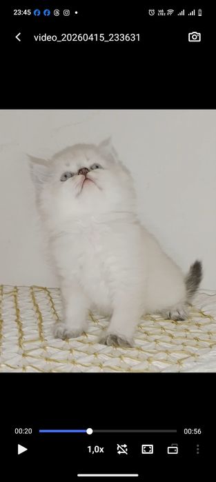 Роскошные Котята  колор Поинт