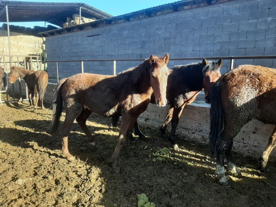 Жылқы, лошадь,айғыр