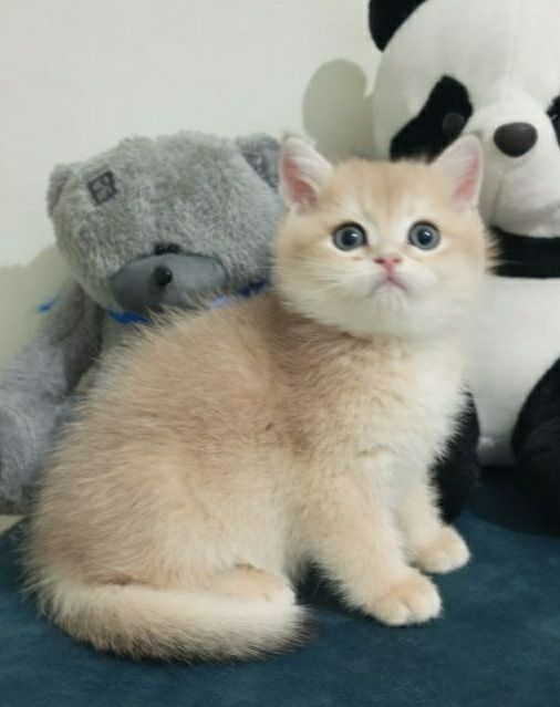 Продаётся шикарный мальчик