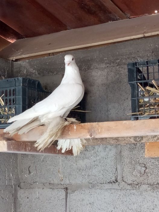 Продам белого самца.пискунов даёт на гребли