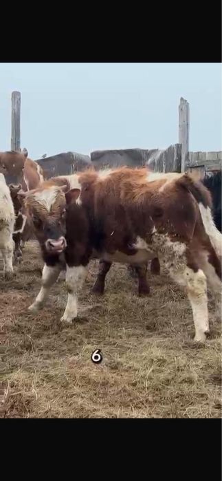 Продам 11бычков с откорма