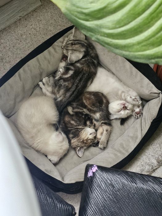 Шотландцы чистокровные.