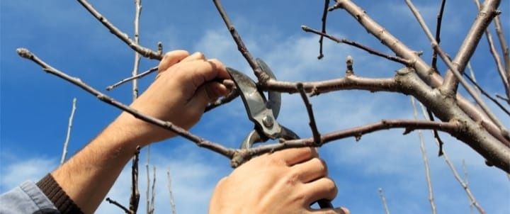 Toaletăm pomi, livezi, viță de vie.