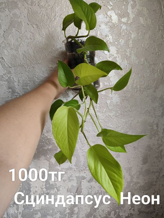 Продам молодило, колеус, сциндапсус