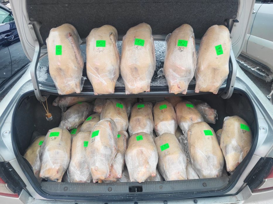 Продам гусей. Қаз сатамын. Халал