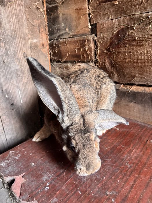 Продам крола породы франдер