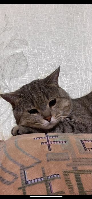 Кот в хорошие руки