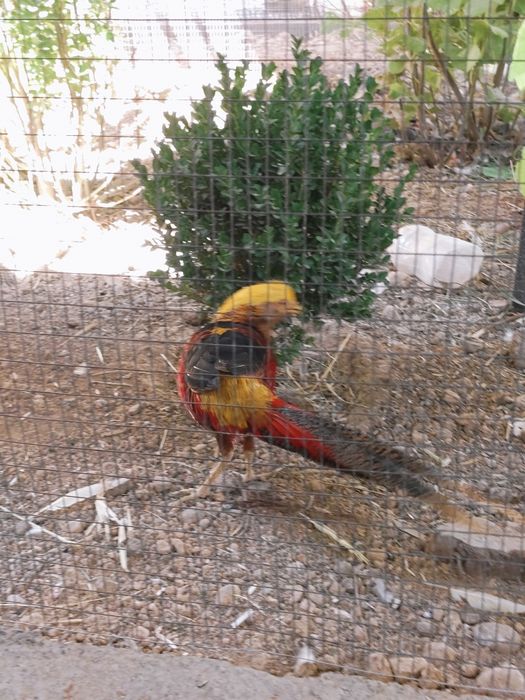 Zalatoy fazan tilarang fazan qirgʻovul