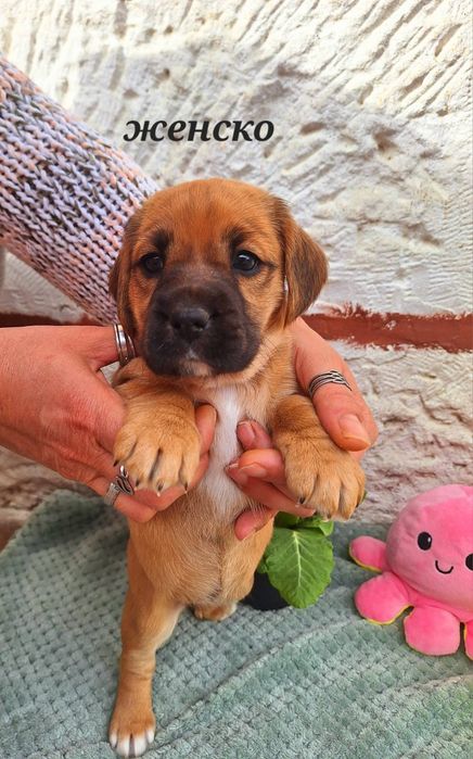 Малки сладки кокерчета