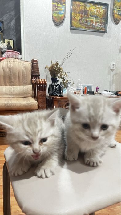 Британские котята