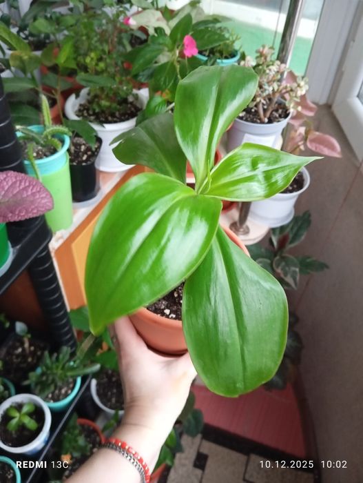 Продам комнатные растения