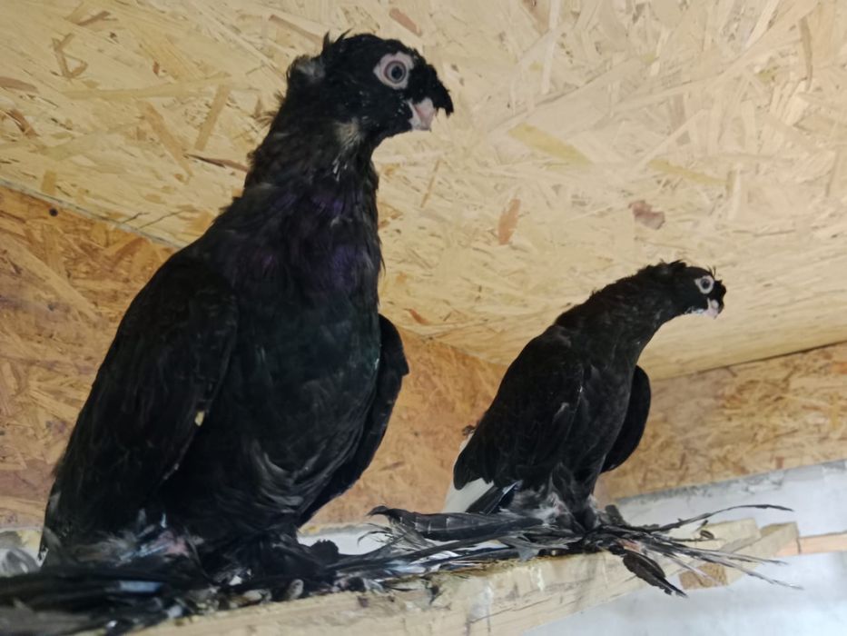 Продам   голубей