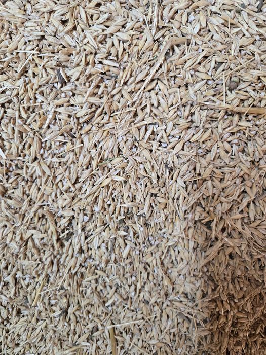 Арпа Ячмень сечка