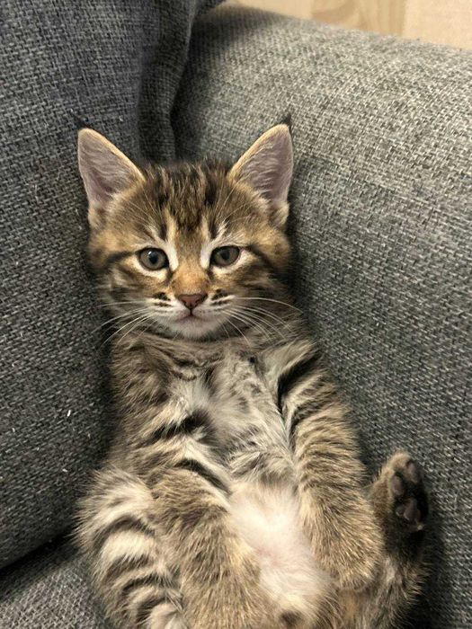 Koshki v Xoroshiye ruki