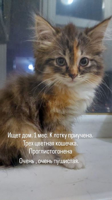 Супер коасивая кошечка 1 месяц