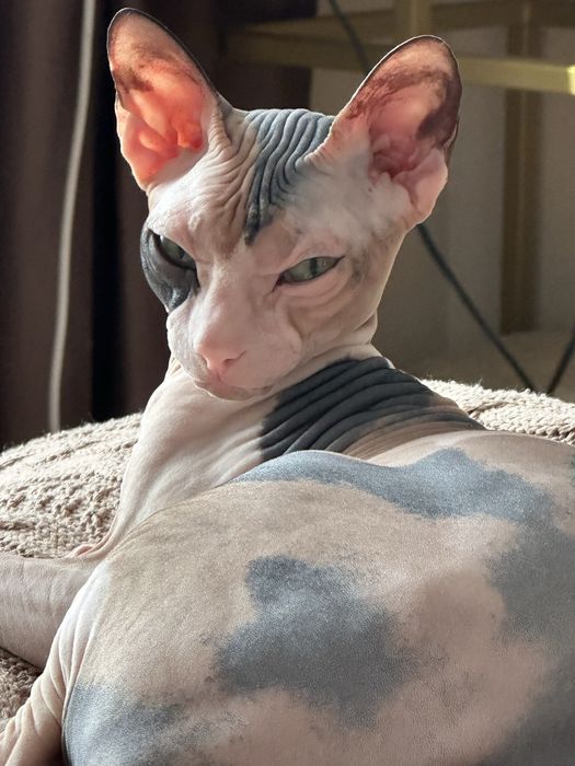 Кошечка сфинкс продам