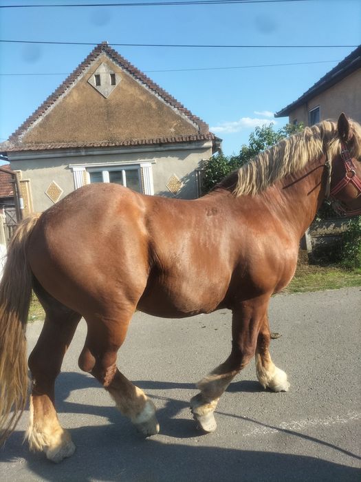 Armăsar de vânzare