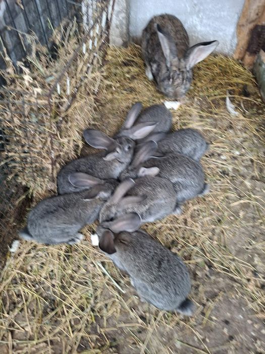 Iepuri diverse marini si culori