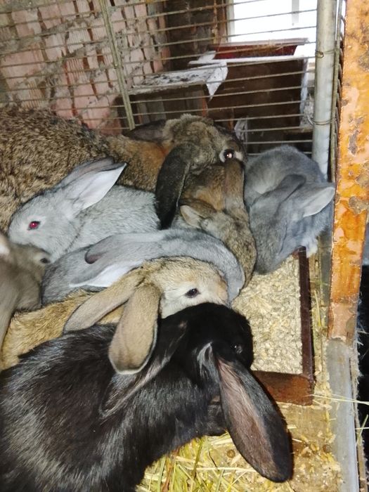 Продам кроликов, помесных