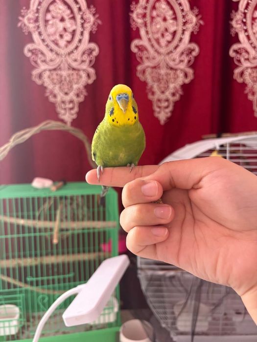 Папугай сатылады