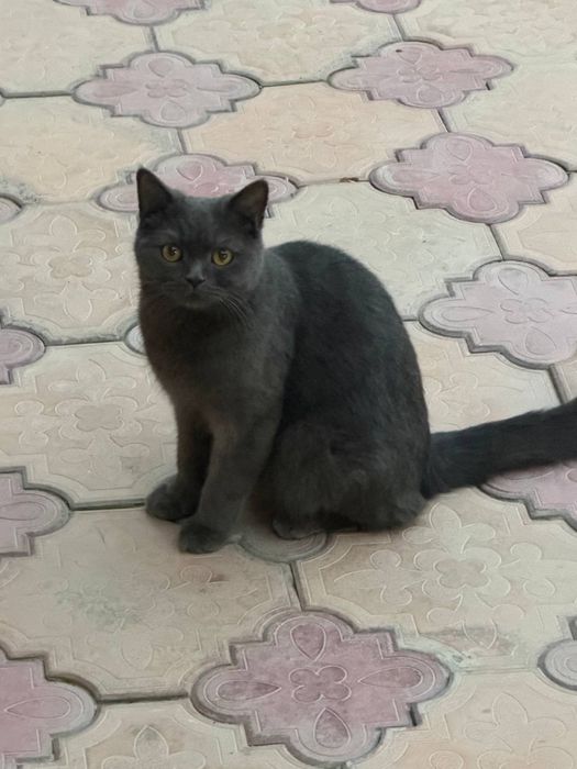 Продается кошка
