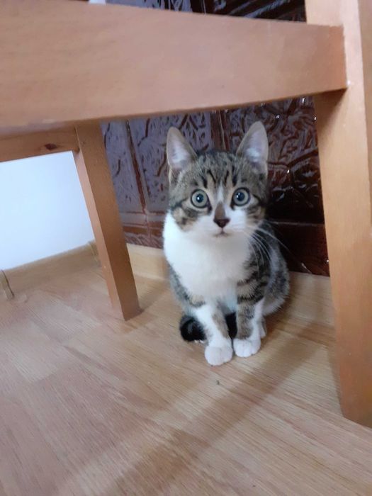 Adoptie donatie pisoi