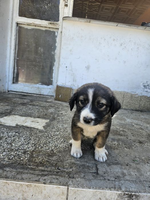 Подарявам малки кученца