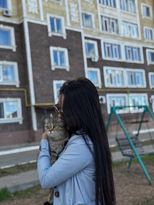 Британский кот на вязку