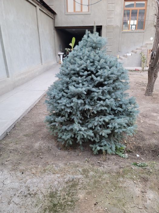 Голубая ЕлкатБельгия