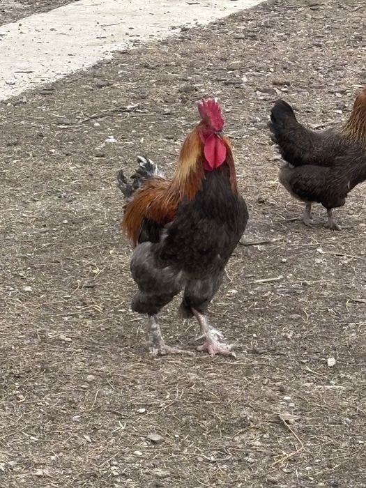 Oua pentru incubator