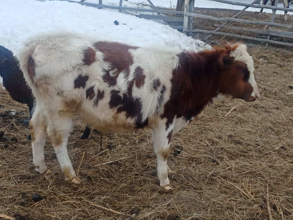 10-11айлык бузау сатылады