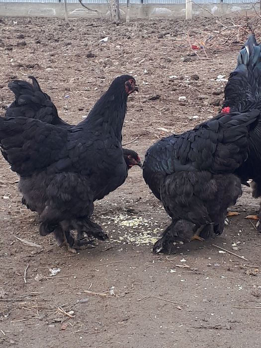 Vând găini rasă Brahma.