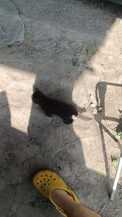 Отдам 4 котят бесплатно