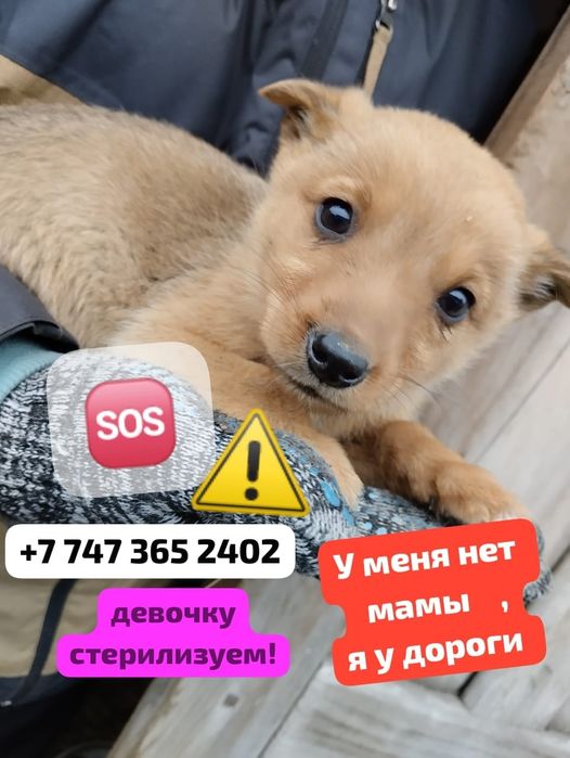 Щеночки в добрые руки