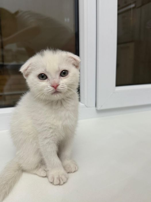 Продаётся шотландская вислоухая кошка