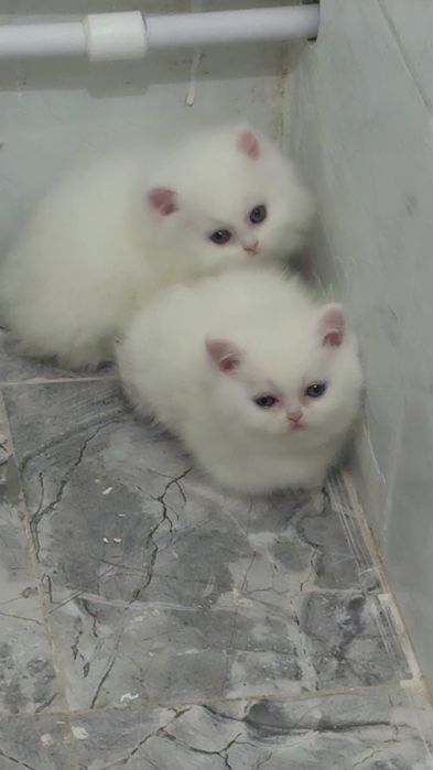 Scottish Straight Highland