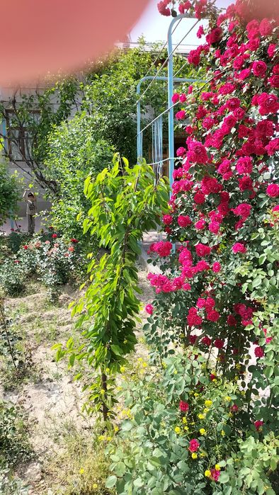 Учтепа рувд ,подарка родила Уй участок сотилади