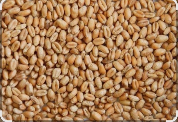 Продам семена пшеницы