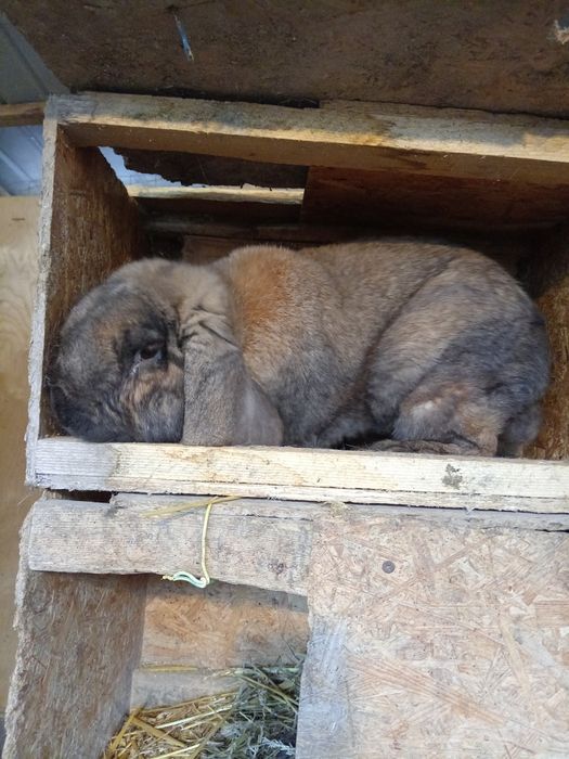 Iepuri rasa berbec german