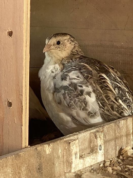 Дошнее яйцо перепелок