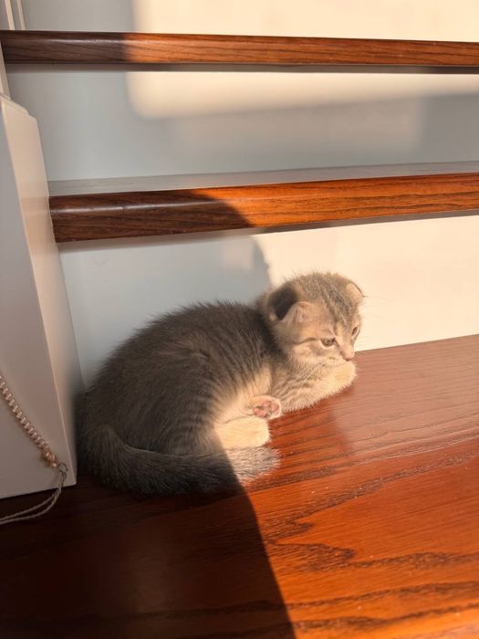 Scotish 4 oylik SOTILADI!!