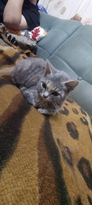Продам кошечку 15000