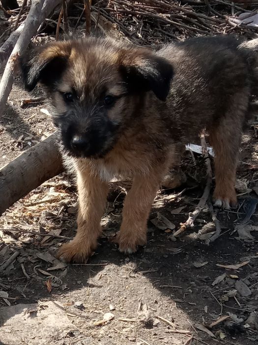 Отдам даром щенков!