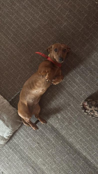 Собака Такса 8 месяцев девочка